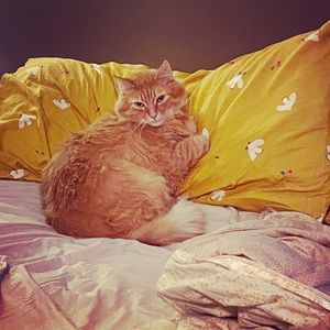 Meet your Posher, Shandra